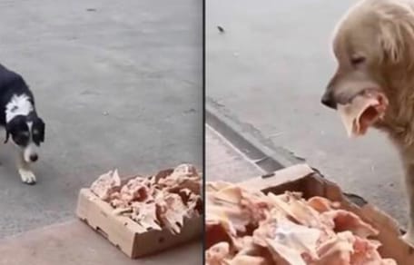 Chien errant devant une caisse remplie de restes de volaille