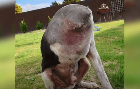 perro sin cabeza