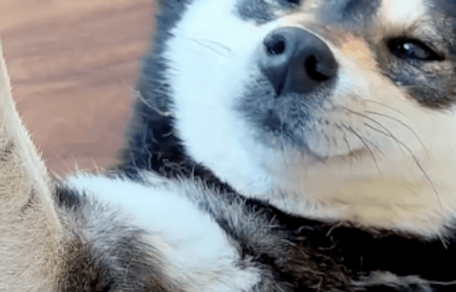 cane spazzolato