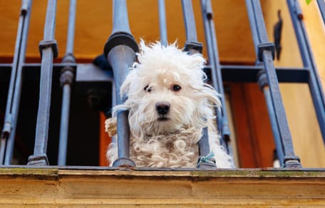 hond op balkon
