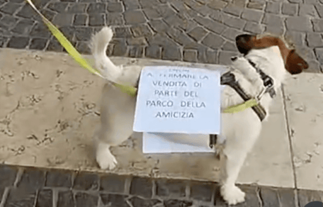 cane votato alle elezioni