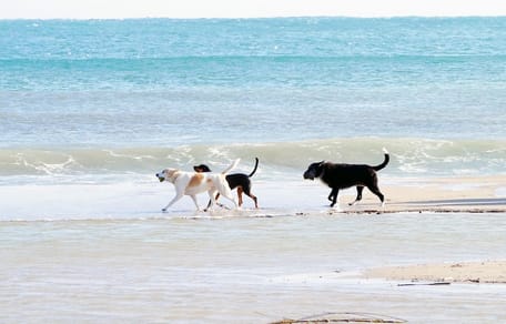 cani in spiaggia