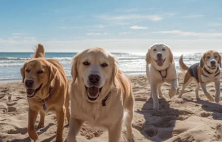 cani in spiaggia