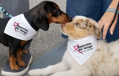 cani insieme