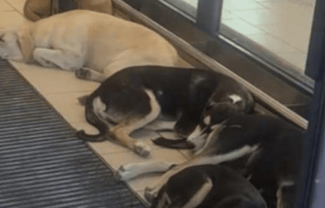 cani nel supermercato