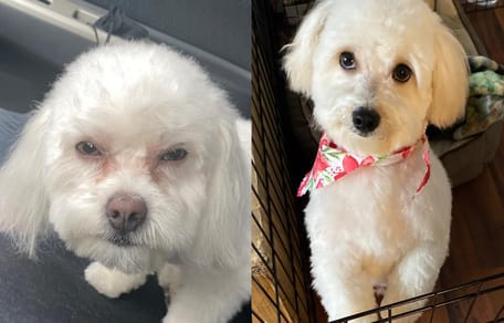 Maltipoo
