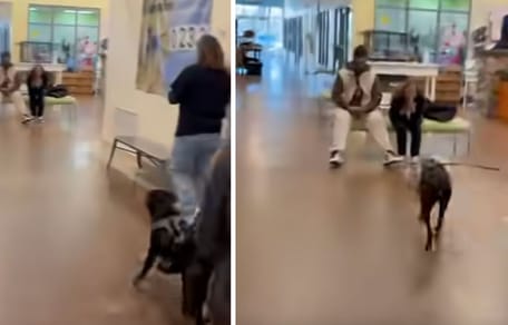 Screenshot aus dem Video mit dem Hund