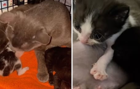 Captures from the video of the cat and the orphaned kittens