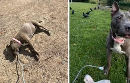 Captures de la vidéo de la chienne au parc