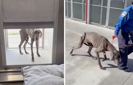 Captures de la vidéo de la chienne Dogue Allemand