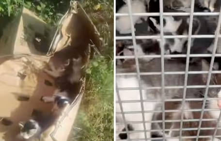 Captures de la vidéo des chatons