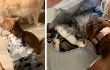 Captures from the video of the dogs