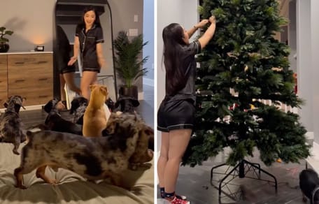 Captures from the video of the dogs