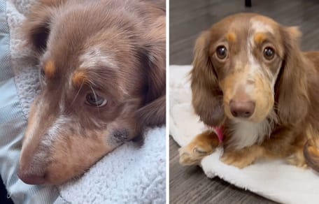 Szenen aus dem Video der Hunde