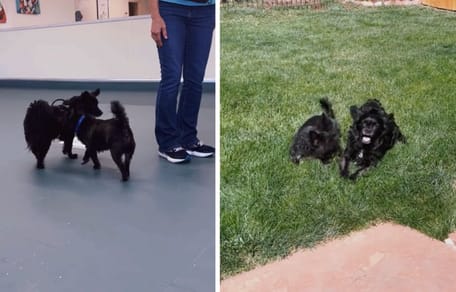 Captures de la vidéo des deux chiens