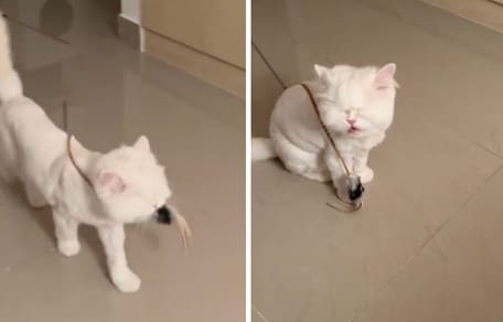 Captures de la vidéo du chat