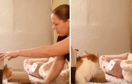 Captures de la vidéo du chat