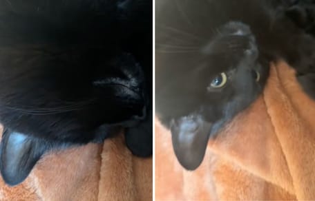 Captures de la vidéo du chat
