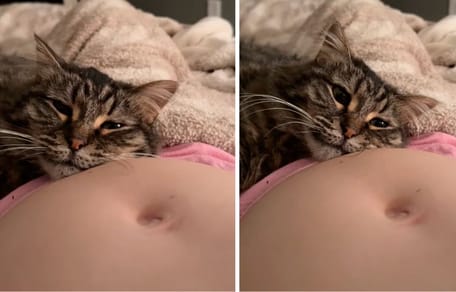 Capturas del vídeo del gato