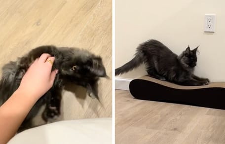 Stills from the video of the cat