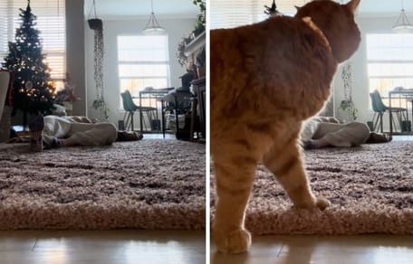 Fotogrammi del video del gatto