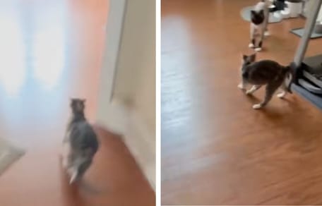 Fotogrammi del video del gatto