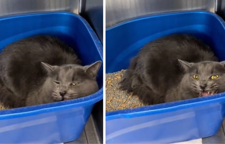 Captures de la vidéo du chat abandonné