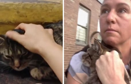 Stills from the video of the cat on the subway