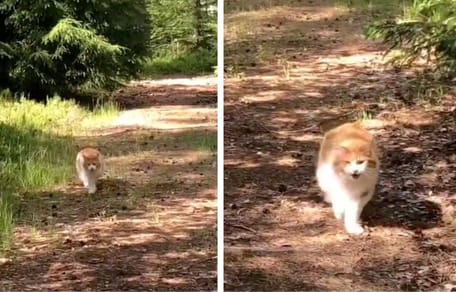 Capturas del vídeo del gato encontrado