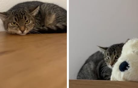 Captures de la vidéo du chaton