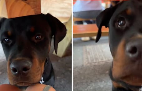 Captures de la vidéo du chien