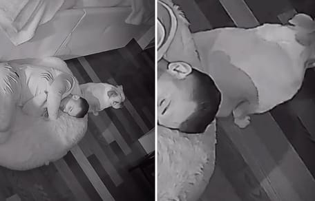Captures de la vidéo du chien