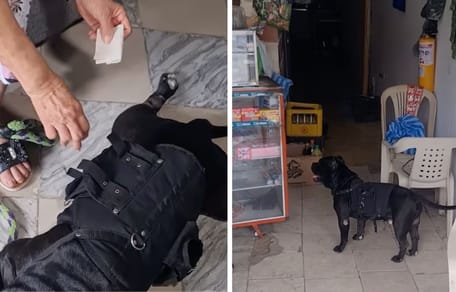 Captures de la vidéo du chien