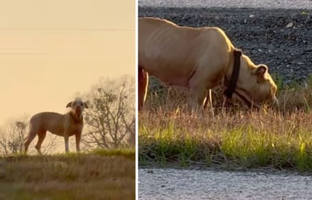 Captures de la vidéo du chien
