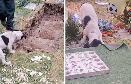 Captures de la vidéo du chien