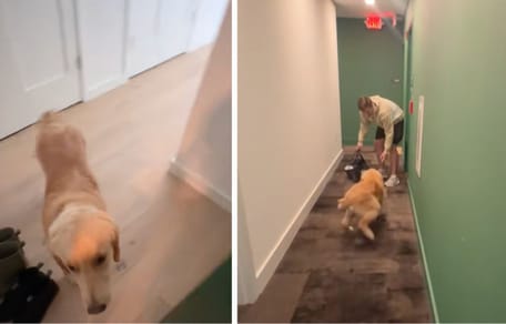 Captures de la vidéo du chien