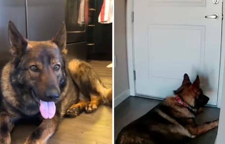 Screenshots van de video van de hond