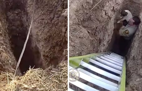 Captures de la vidéo du chien