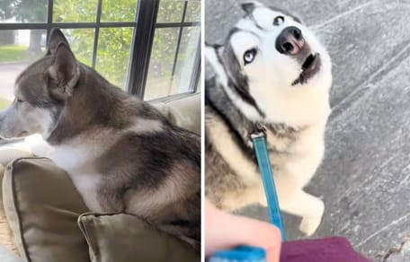 Captures de la vidéo du chien