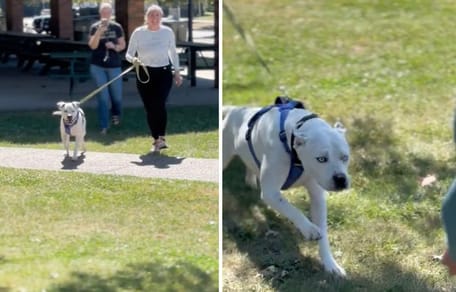 Screenshots from the dog video