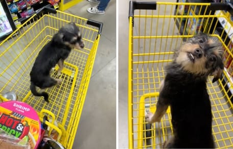 Szenen aus dem Video mit dem Hund