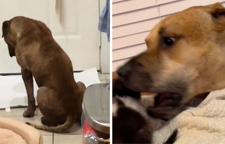 Bilder aus dem Video des Hundes