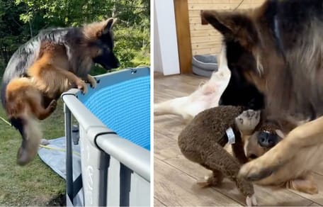 Aufnahmen aus dem Video des Hundes