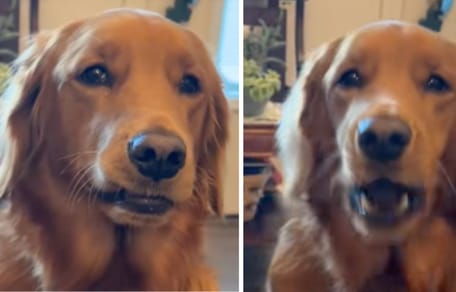 A still from the video of the dog