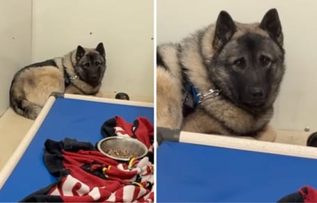 Stills from the video of the dog