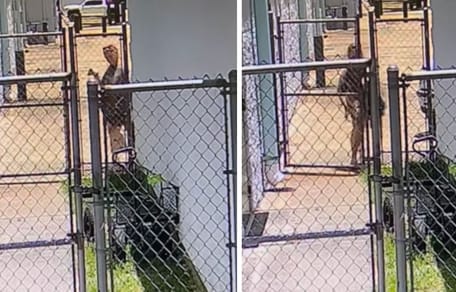 Captures de la vidéo du chien abandonné