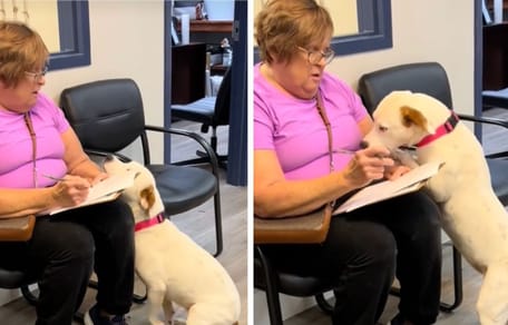 Aufnahmen des Videos des adoptierten Hundes