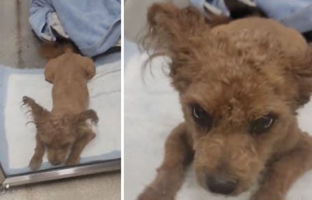 Screenshots des Videos vom Hund im Tierheim