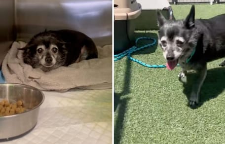 Screenshots from the video of the dog in his shelter cage