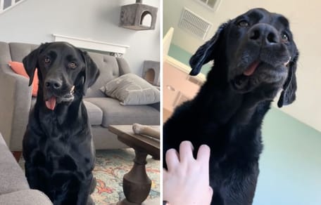 Captures de la vidéo du chien labrador